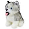 Perro Huskytong Ch