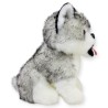 Perro Huskytong Ch