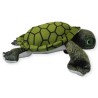 Tortuga Guaymas Gde