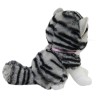 Gato Miguru Taby Med